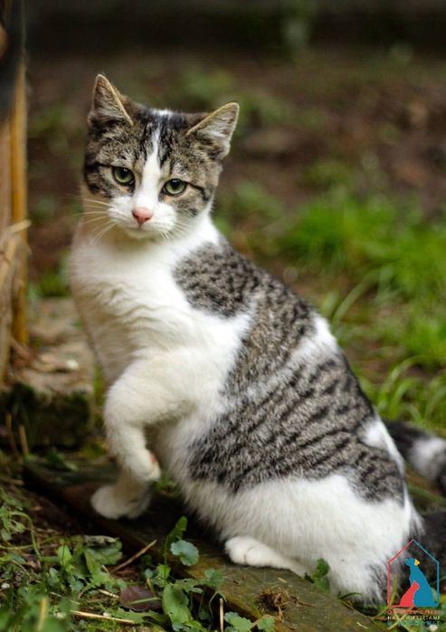 Rajo 264/25 - SZUKA DOMU!