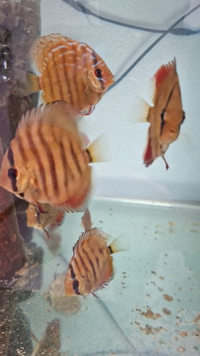 Pack 8 discus juvenis
