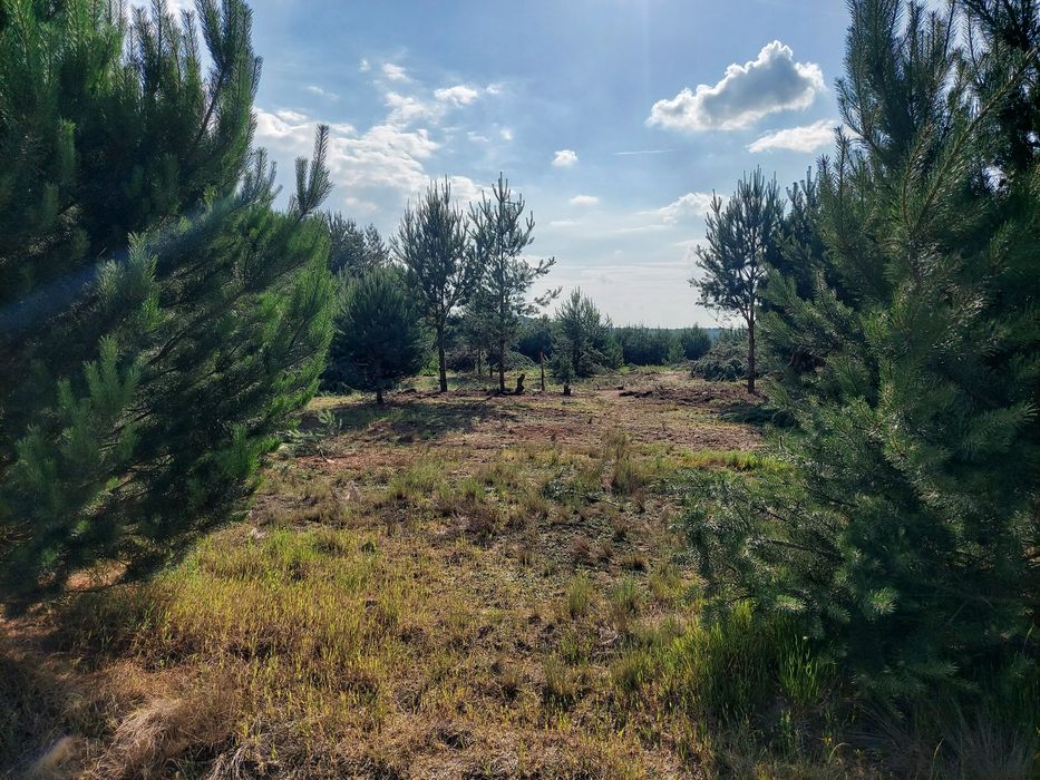 Działka budowlana Glinno Kolonia II