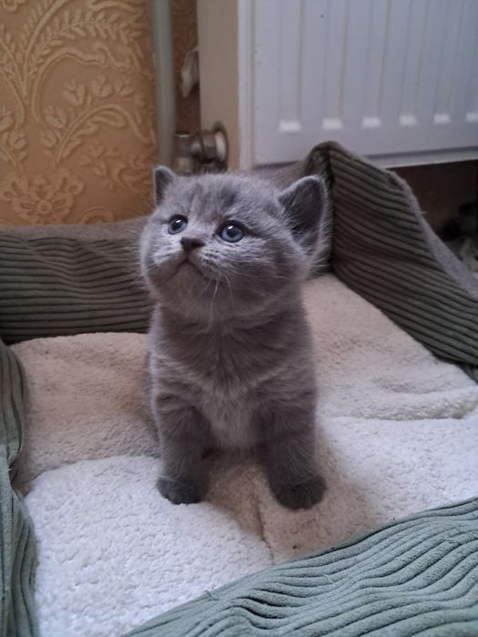 Шотланські кошенята