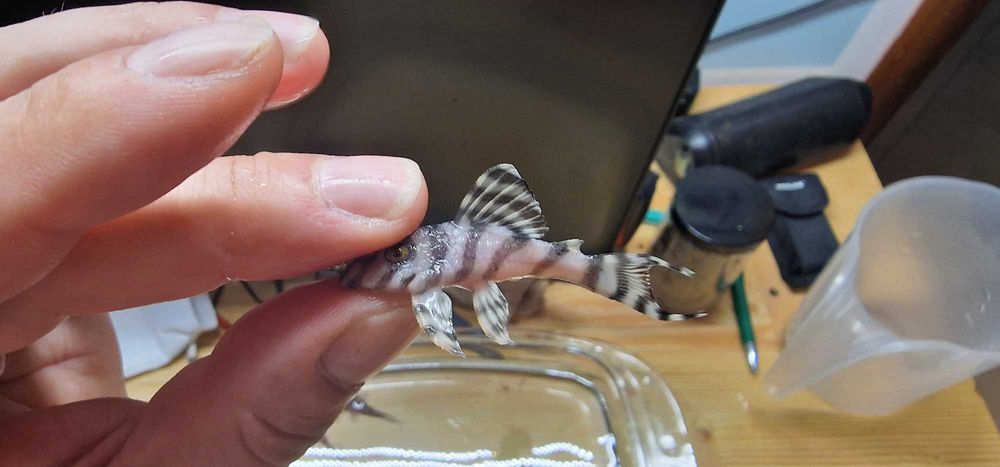 Zbrojnik L236 RB PREMIUM  5-6 cm