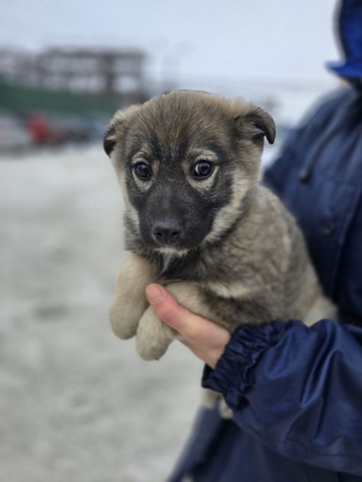 Дівчинка в добрі ручки!