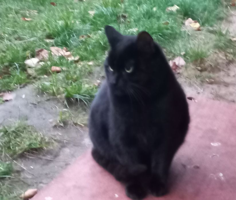 Котенок ищет дом