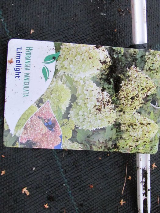 HORTENSJA Hydrangea  -  RÓŻANECZNIK Rhododendron  Lilak - Doniczka p-9