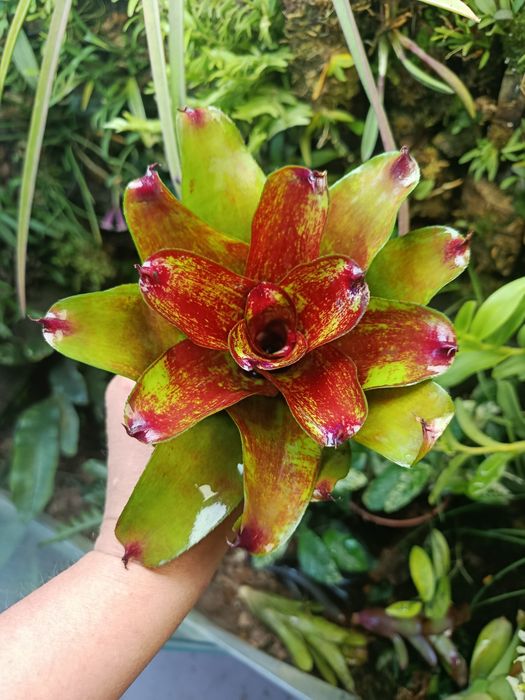 Неорегелія мініатюрна Neoregelia sp
