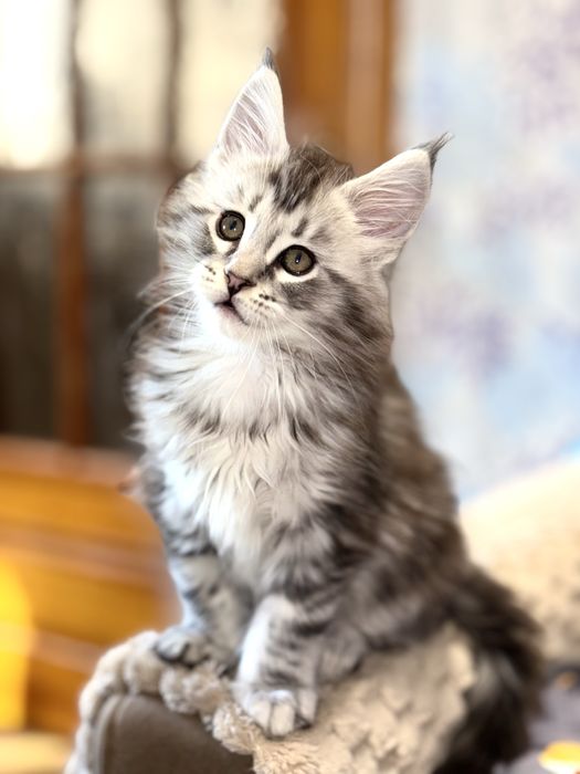 Кошенятка Мейн куни