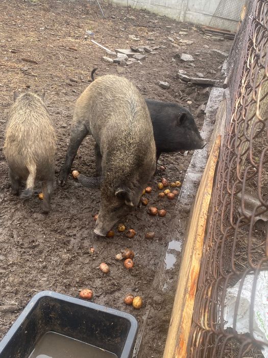 Продам Кнура Кореєць дуже працювитого