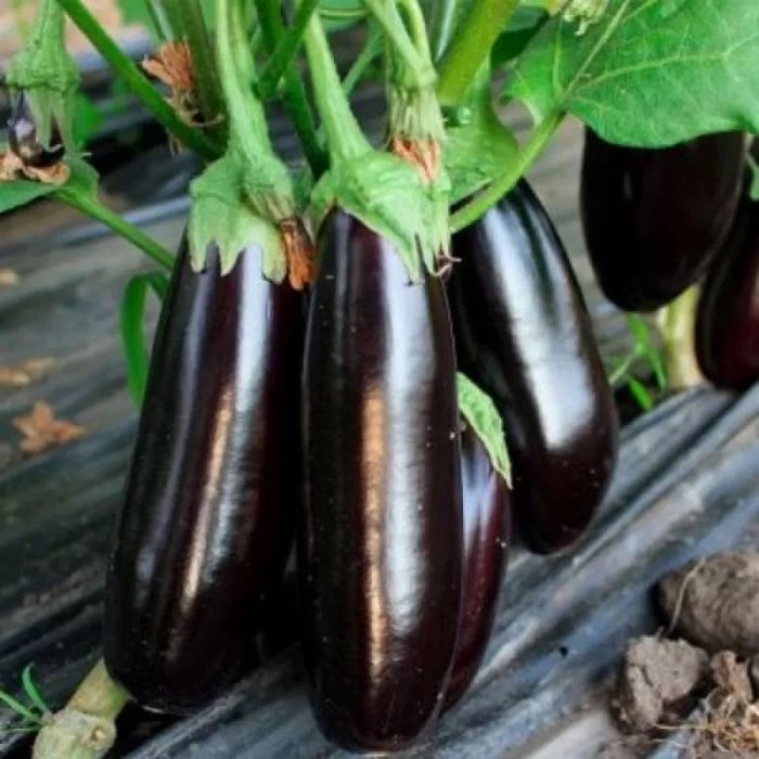 Насіння баклажану КАЗИМІР F1 KAZIMIR (HMC 1404) F1 Семена Баклажана