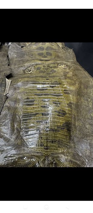 Екзотична шкіра ІГУАНИ