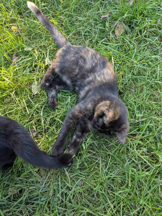 Кошенята, домашні улюбленці