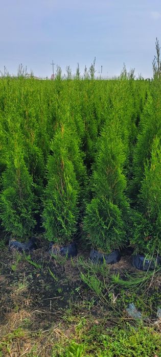 Tuja Smaragd 120 cm Promocja 80 tuje 100 thuja thuje szmaragd żywopłot
