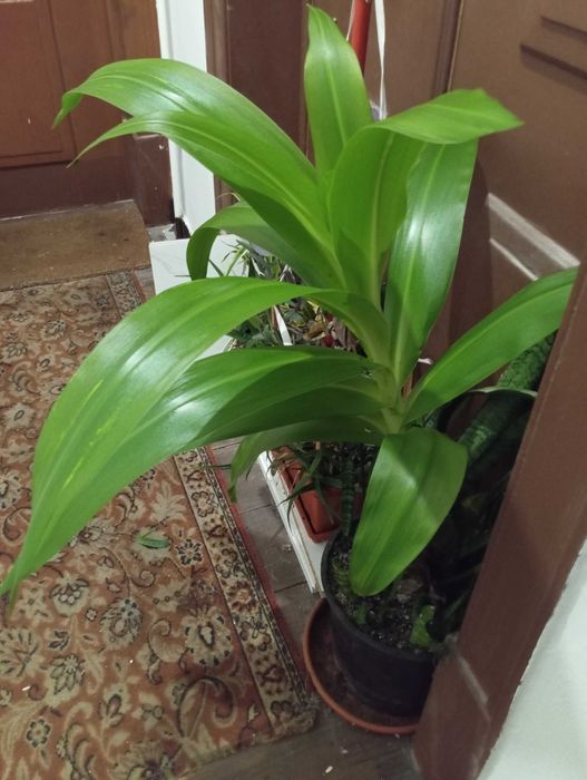 Planta natural - Colchicum autumnale