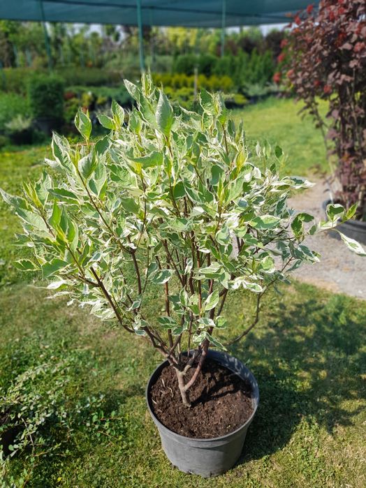 Дерен білий Elegantissima | Aurea в горщиках