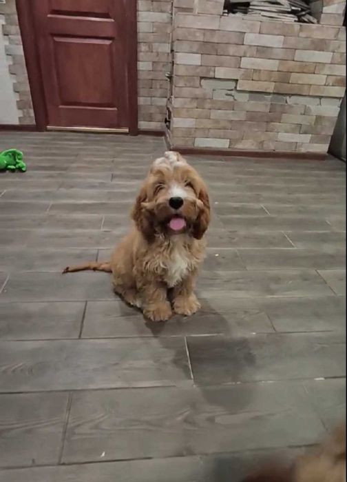 Цуценятка кавапу з доставкою