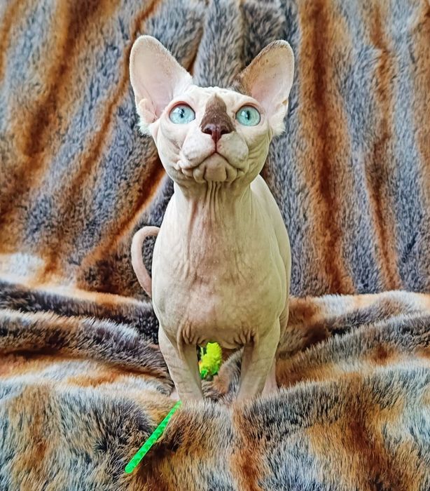 Канадский сфинкс , мальчик