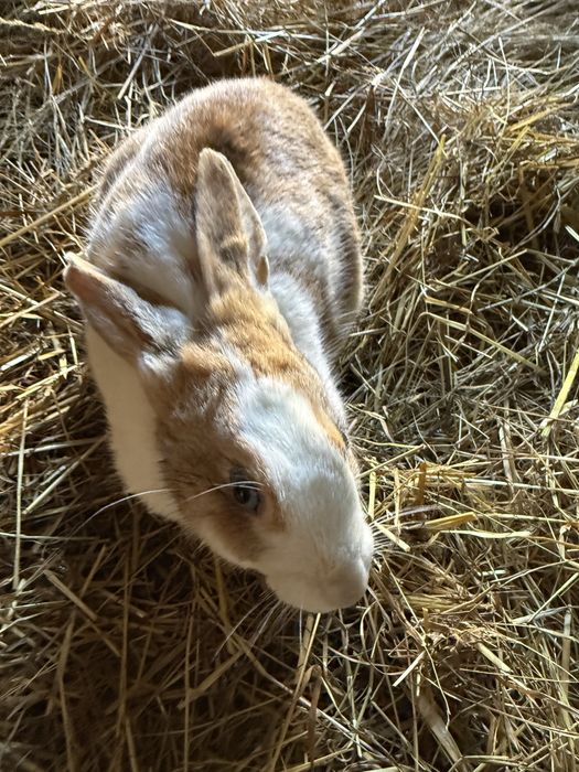 Coelhos de varias idades