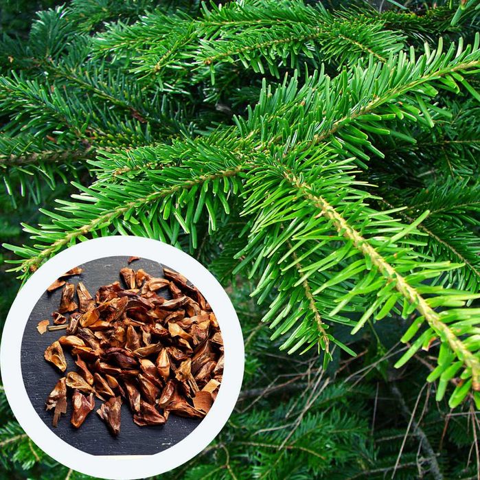 Ялиця насіння 6 видів | пихта семена є безкоштовна доставка