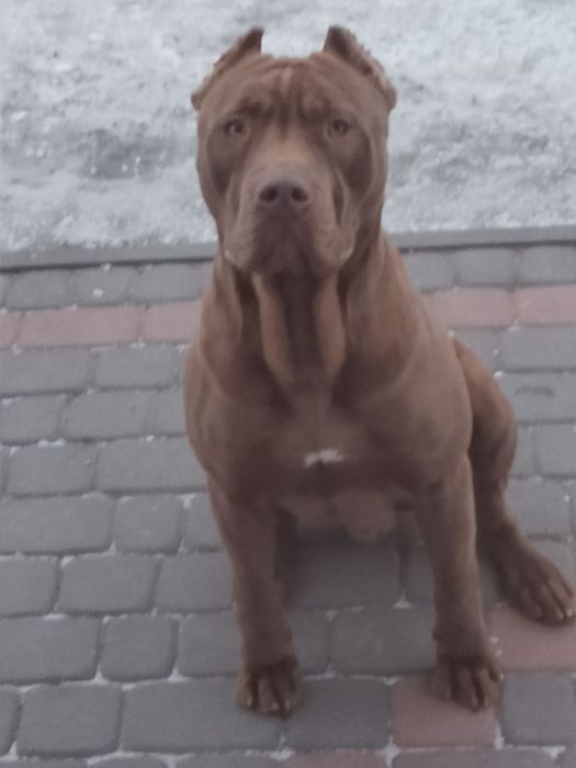 Zapowiedź miotu Pit Bull