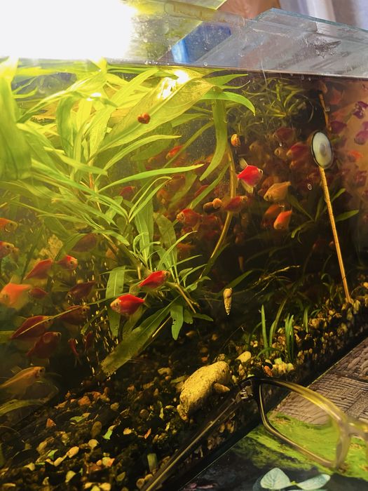 Распродажа рыбок!  Скалярия и Теренция