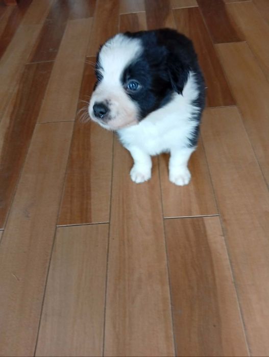 Piesek Bolder Collie ZKwP
