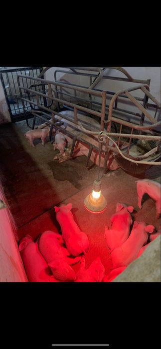 Ферма свиноферма вівчарня