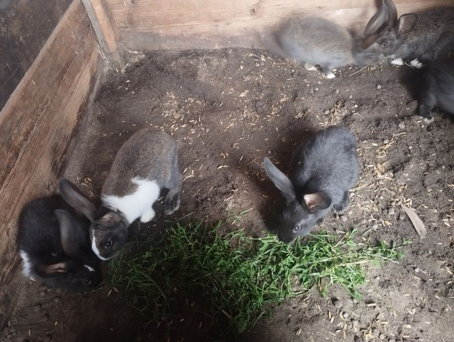 Продам самців і самок кролів