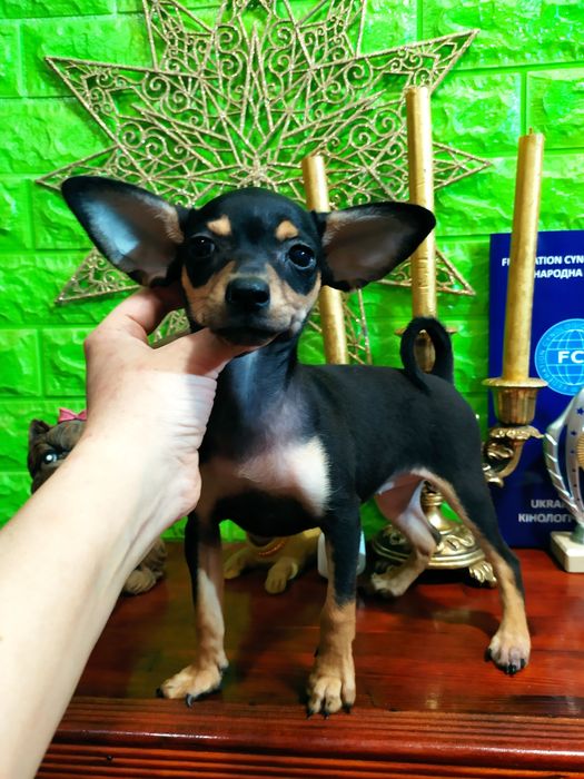 Красивая крепкая малышка 4мес в любящую семью! Док.КСУ! Чип,привита!