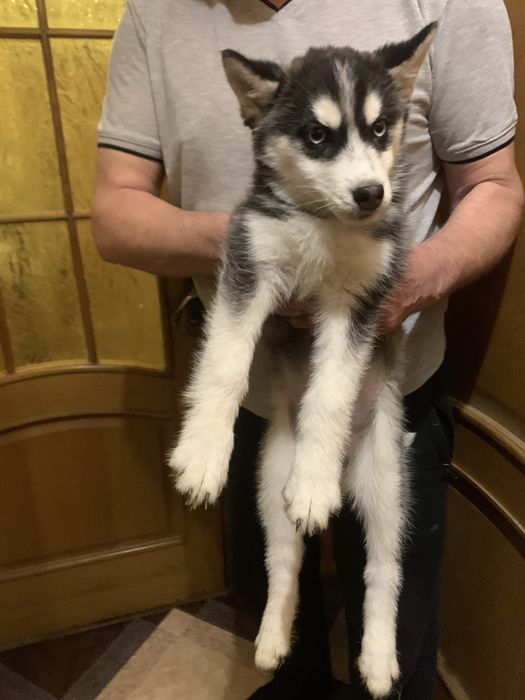 Продам цуценят Хаскі