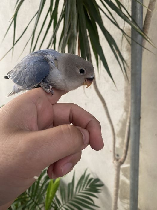 Agapornis domesticados