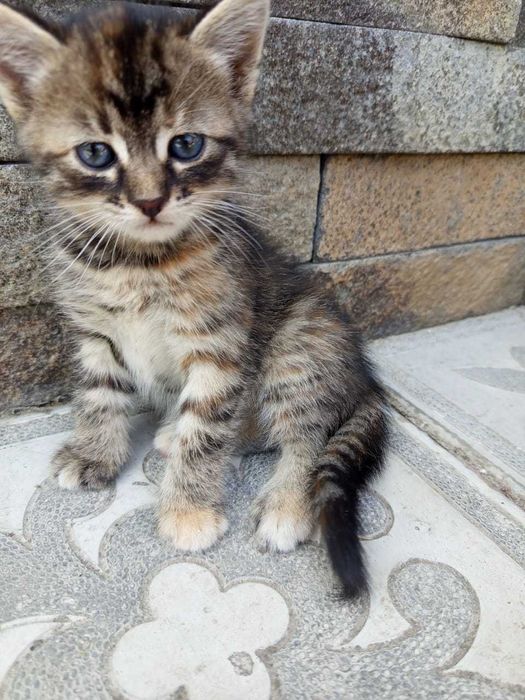 Кошенята шукають свій дім