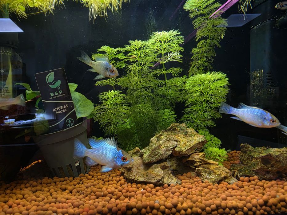 Ramirezi Eletric Blue (Mikrogeophagus Ramirezi)