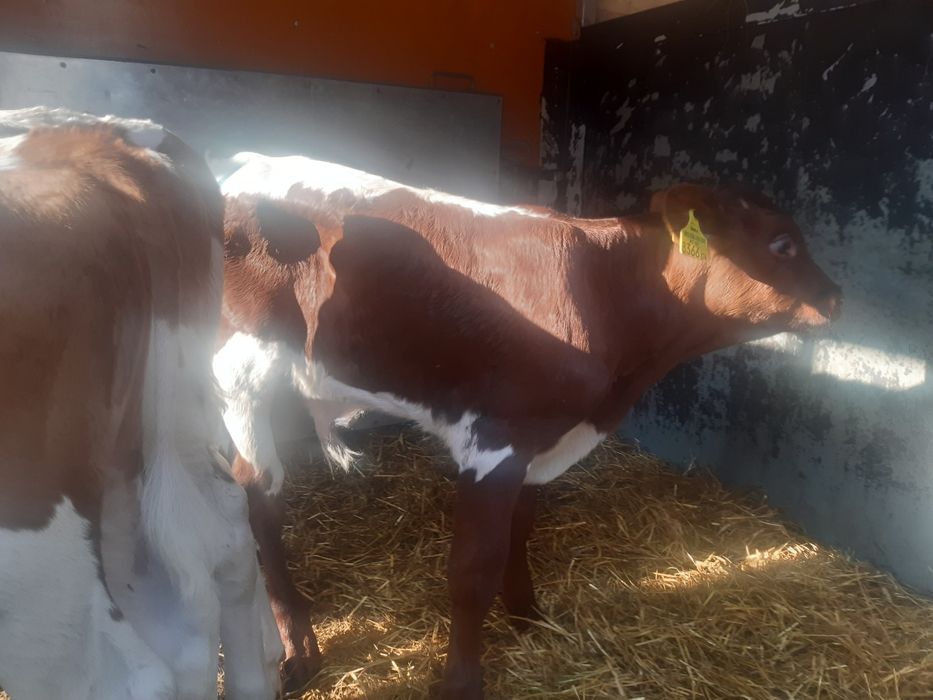 Cielaki miesne Maciejowiec