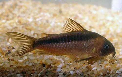 Kirysek rdzawy - Kirys czerwony - Corydoras rabauti - dowóz, wysyłka