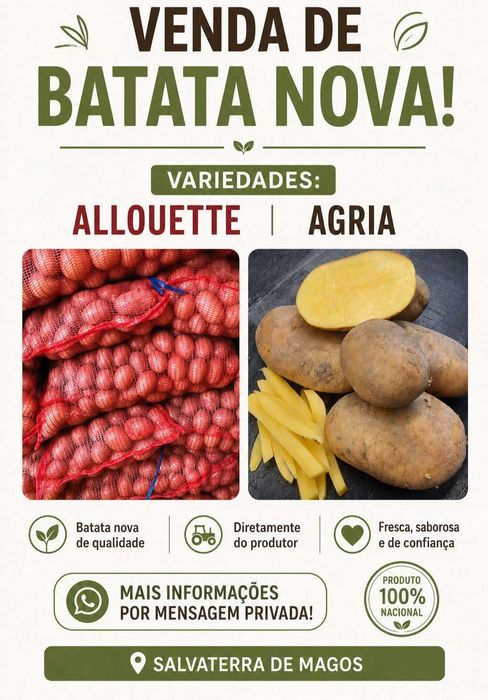 Batata nova diretamente do produtor