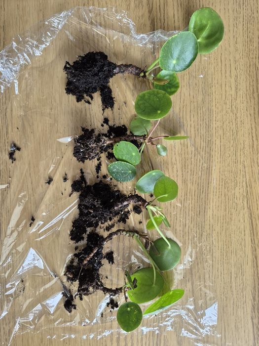 Kwiat pieniążek pilea 5szt sadzonki