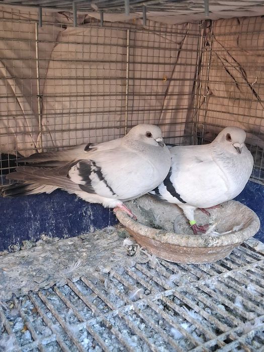 gołębie damasceńskie