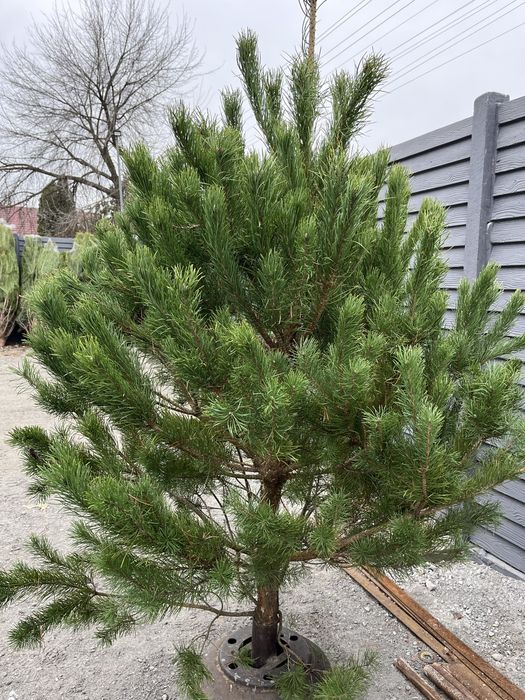 Ялинка , живая елка, пишная елка , сосна , ялинка кримка ёлка