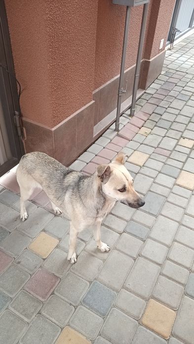 БЕЗКОШТОВНО. Собачка, песик (дівчинка)