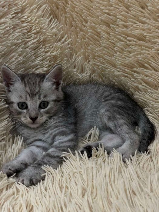 Кошенятка шукають дім