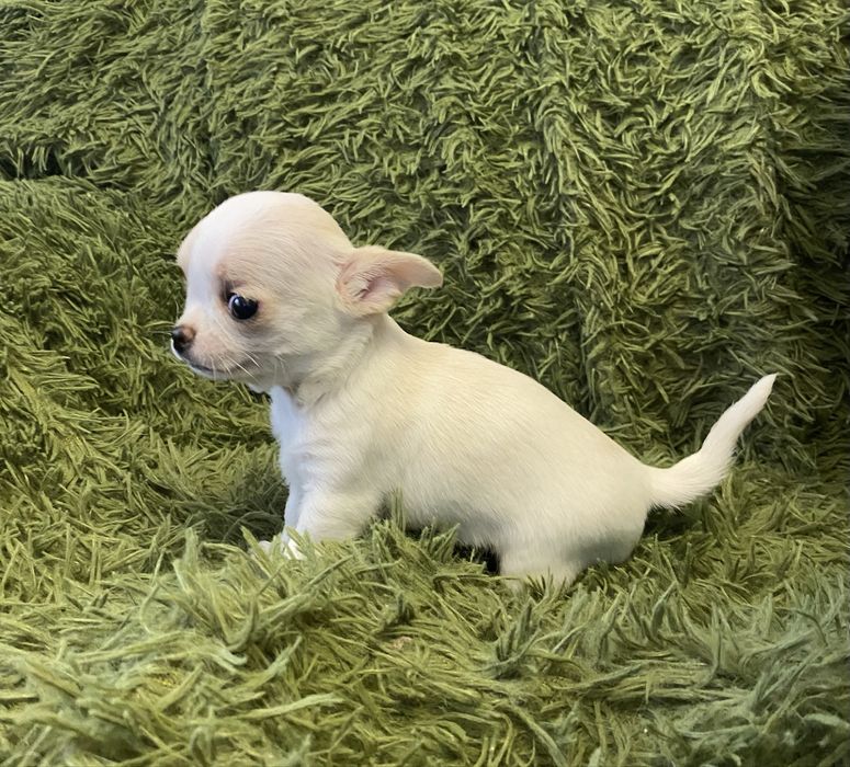 Чіхуахуа дівчинка