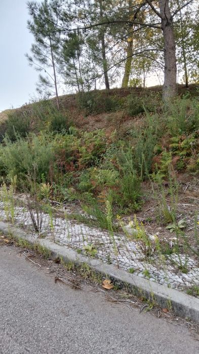 Terreno para construção loteado Bustelo, Oliveira de  Azeméis