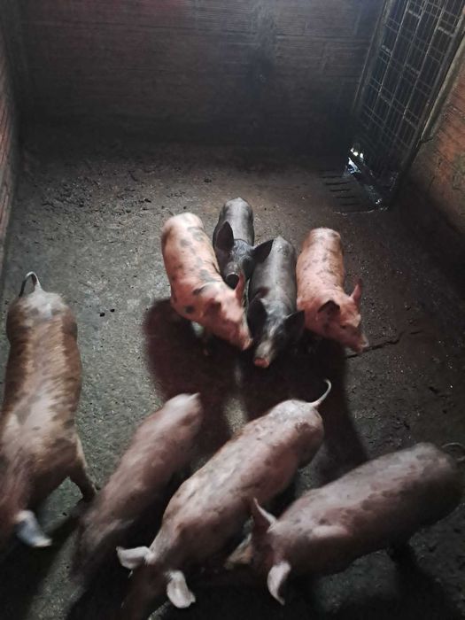 Leitões pietran x duroc