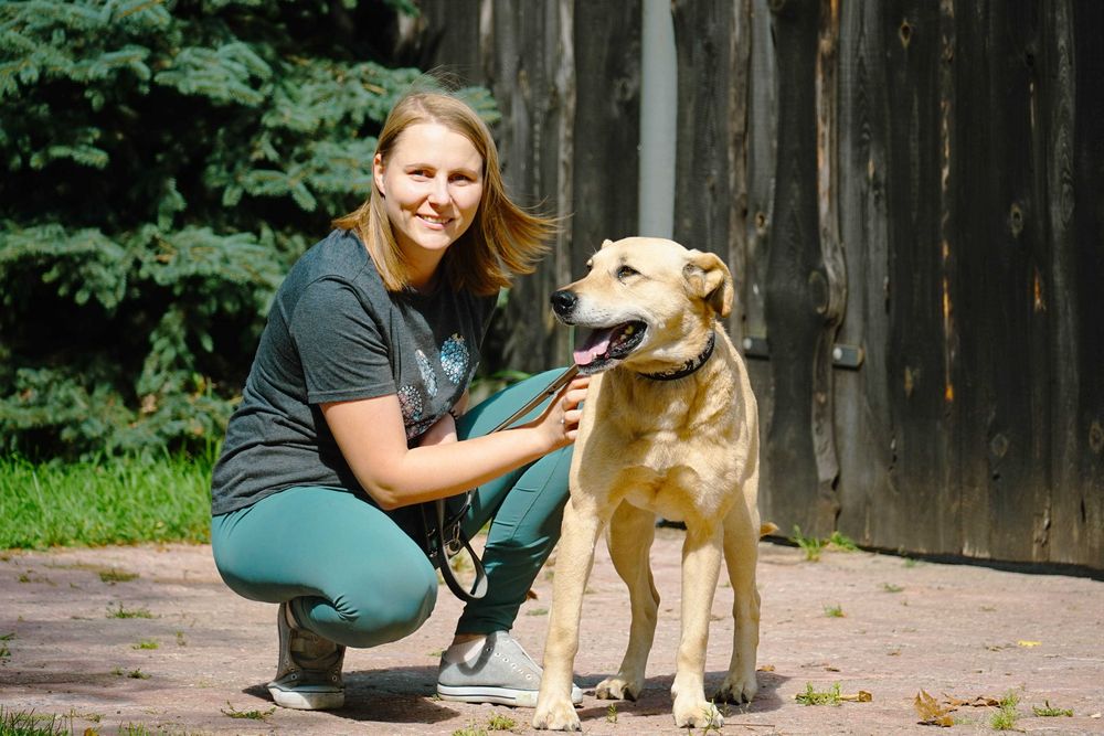 IDEAŁ - piękny psiak w typie labradora