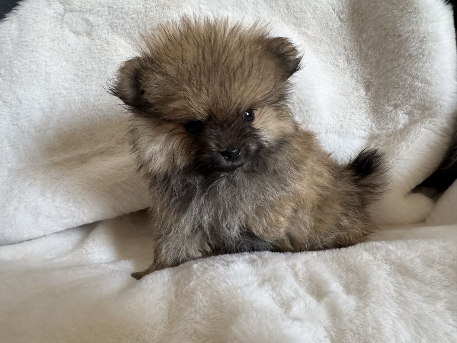 Pomeranian XXS. Uroczy mini szpic miniaturowy