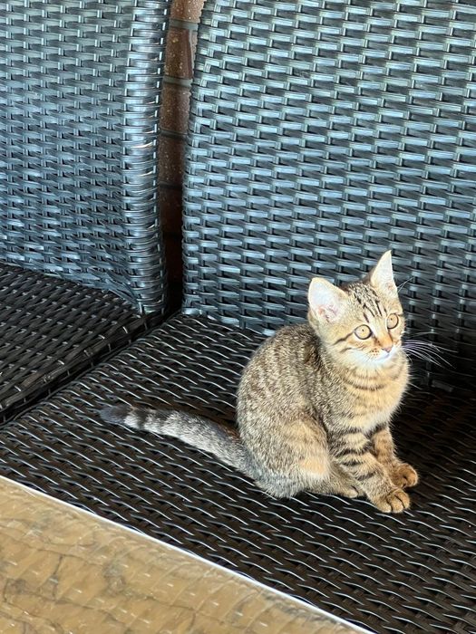 Отдам котят в хорошие руки