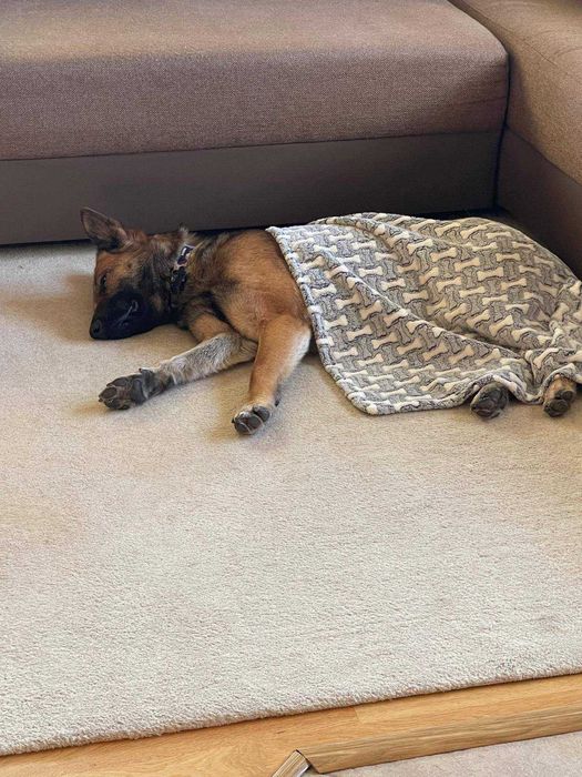 Śliwka wraca z adopcji.. czy musi wrócić do schroniskowego boksu..?