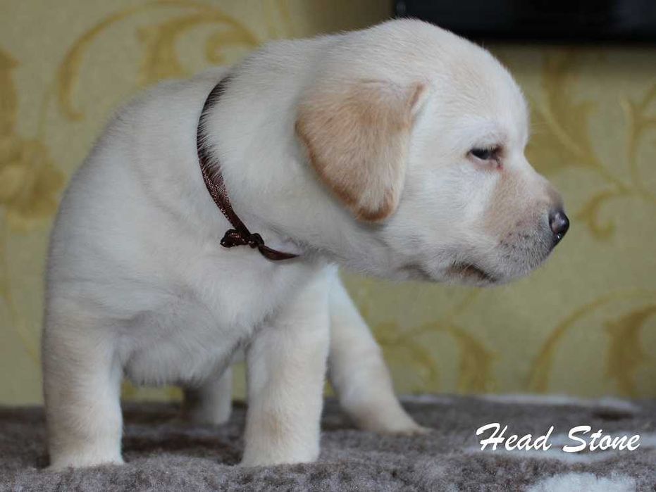 Лабрадор ретривер