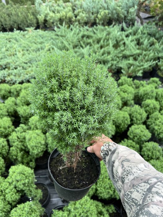 Туя, Смарагд, Ялівець, Ялинка, Кипарис, хвойні,декоративні рослини.