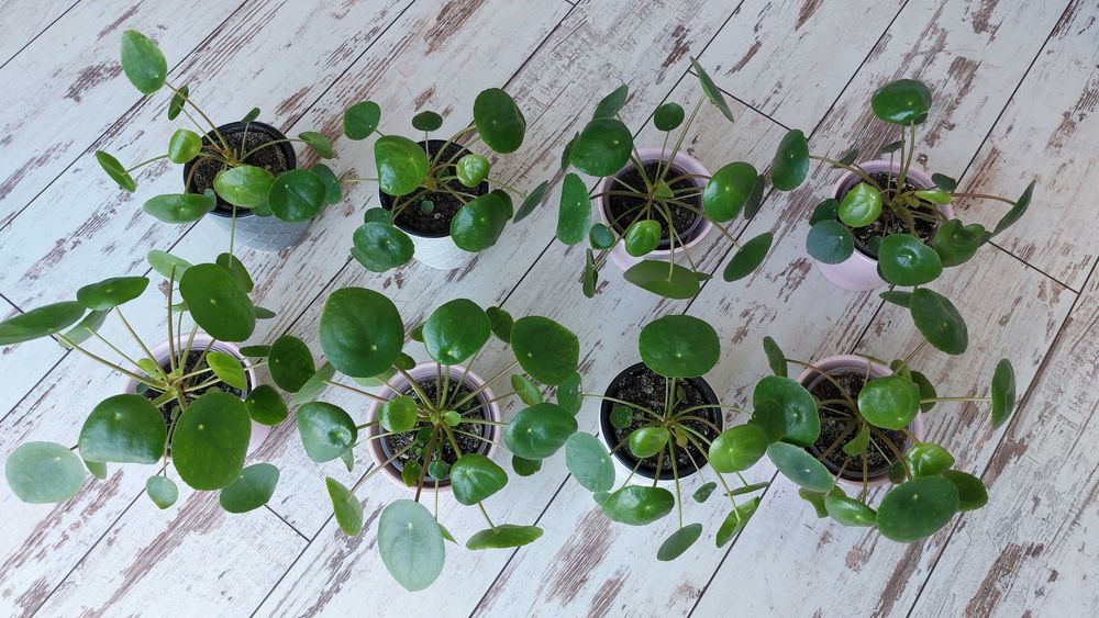 Pieniążek (Pilea peperomiowaty/ Pilea peperomioides) PROMOCJA!
