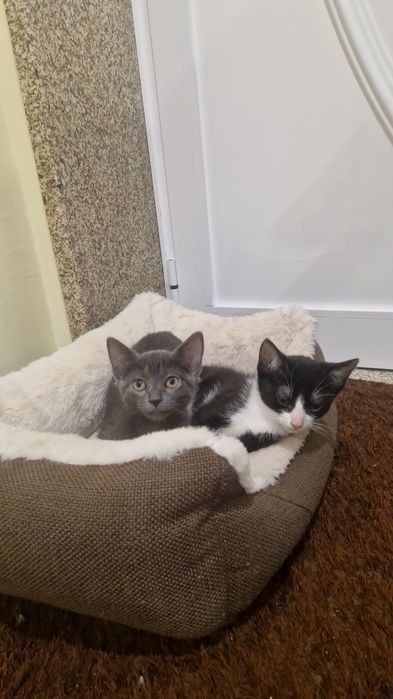 Gatas para adoção